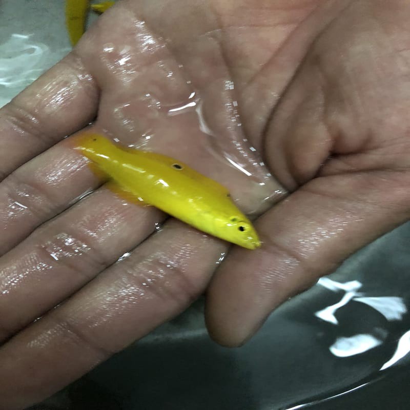 ikan hias laut keling kuning