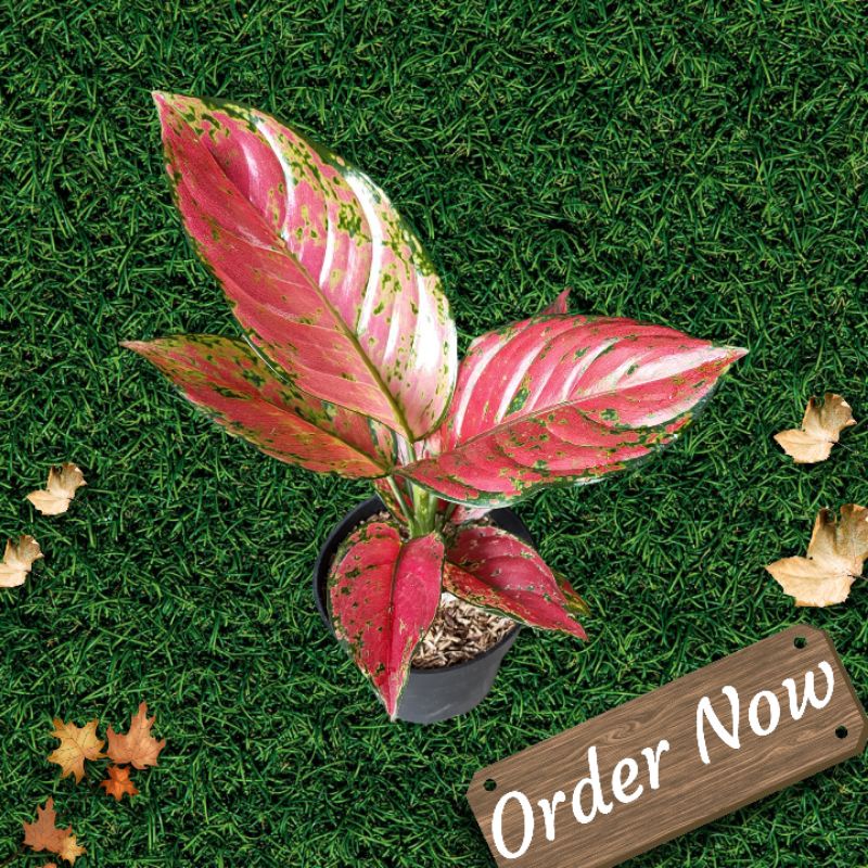 AGLONEMA RED VENUS DEWASA