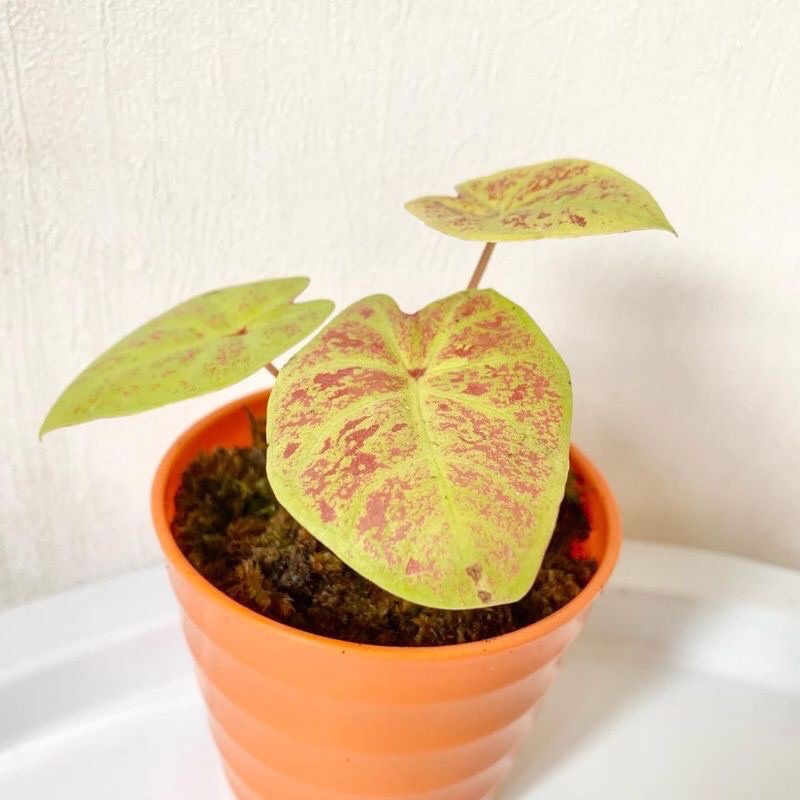 bonggol keladi caladium new wave