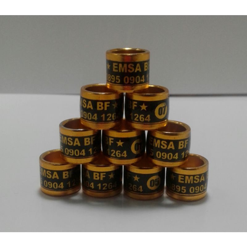 RING MERPATI JENIS RODA (VARIASI KUNING HITAM)