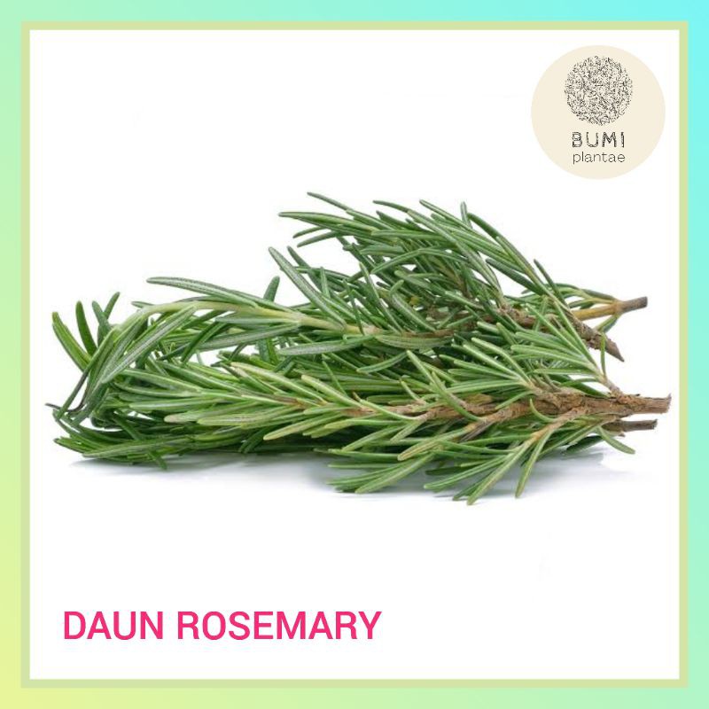 

Daun Rosemary 100 gram - Rempah Bumbu