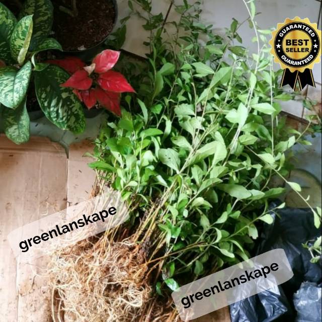 paket Tanaman Likuanyu 200 batang leekwanyew Vernonia Elliptica aka Lee Kuan Yew