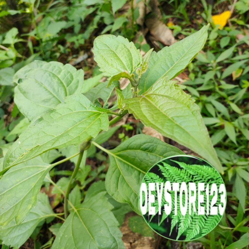 

Daun kiriyuh kopasanda segar 500gr