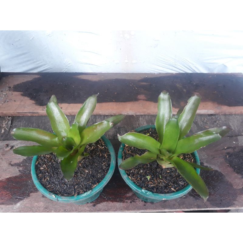 bromelia hijau