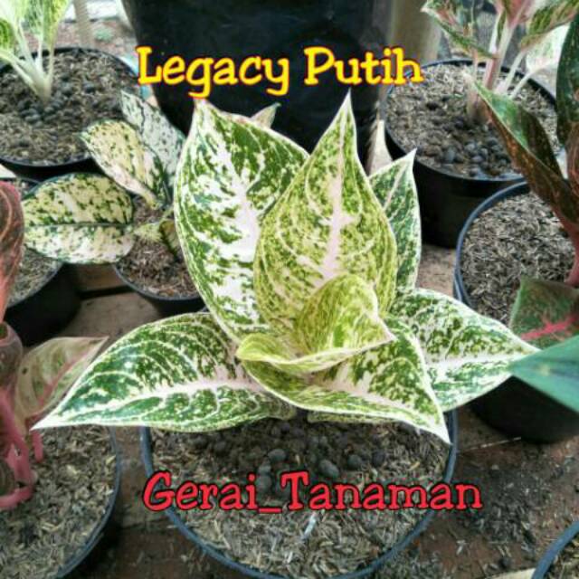 Aglonema Legacy Putih