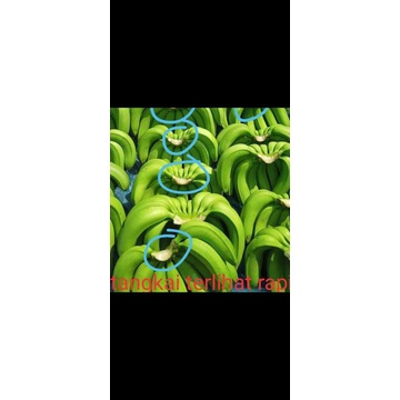 

Obat Pemutih Tangkai Pisang