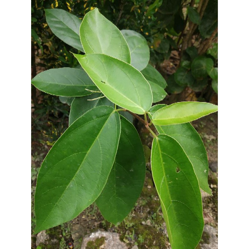 

Daun Cincau bandung per 1 ons