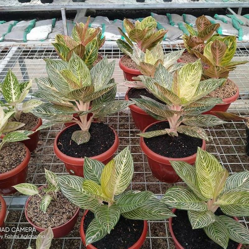 Bibit Bonggolan Aglonema Golden Hope Mutasi - Bibit Aglonema