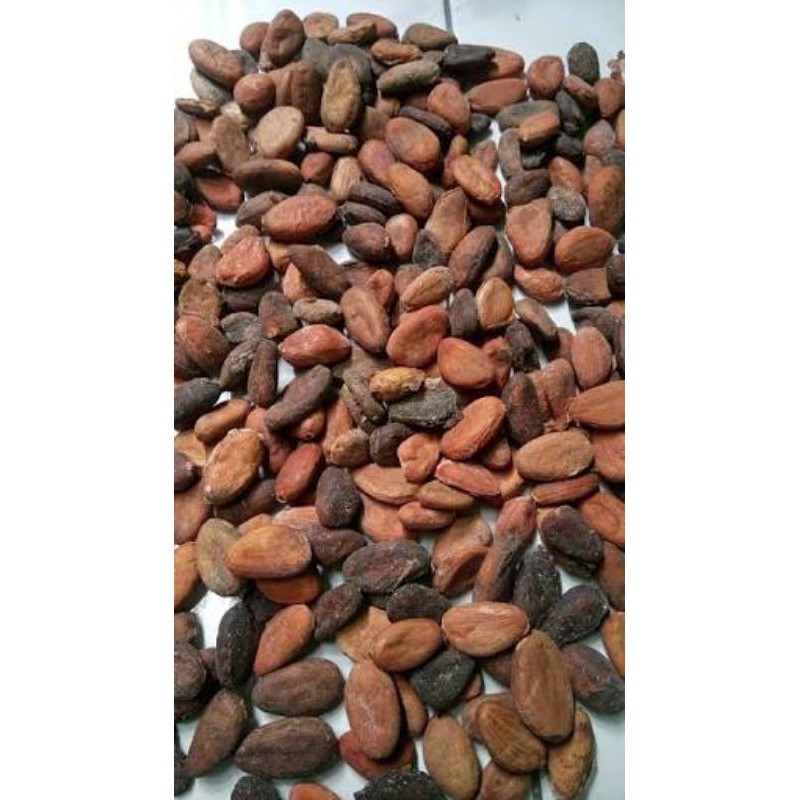 

biji coklat kering 500gr