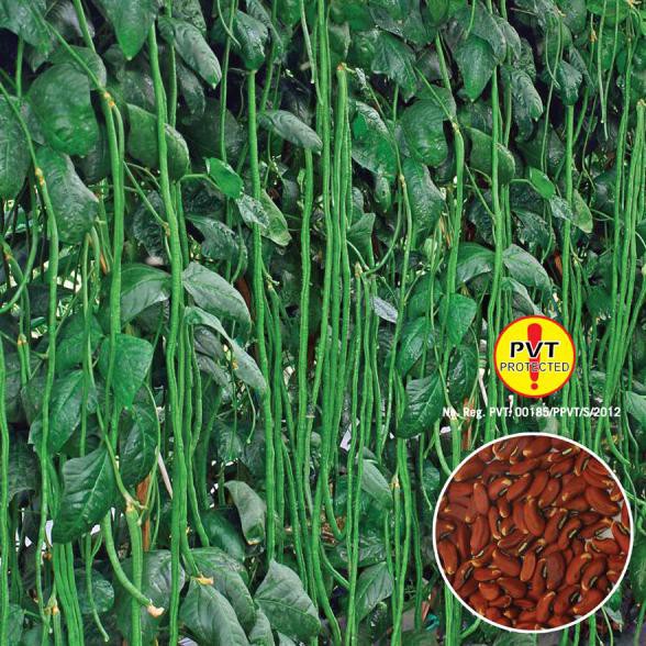 Baru Benih Bibit Biji Sayur Kacang Panjang Super Ayo Beli