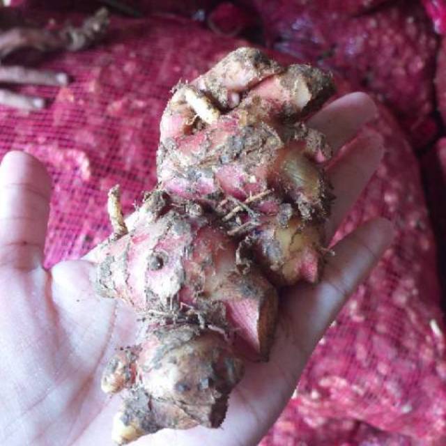 

JAHE MERAH SEGAR CURAH ISTIMEWA 4.75KG