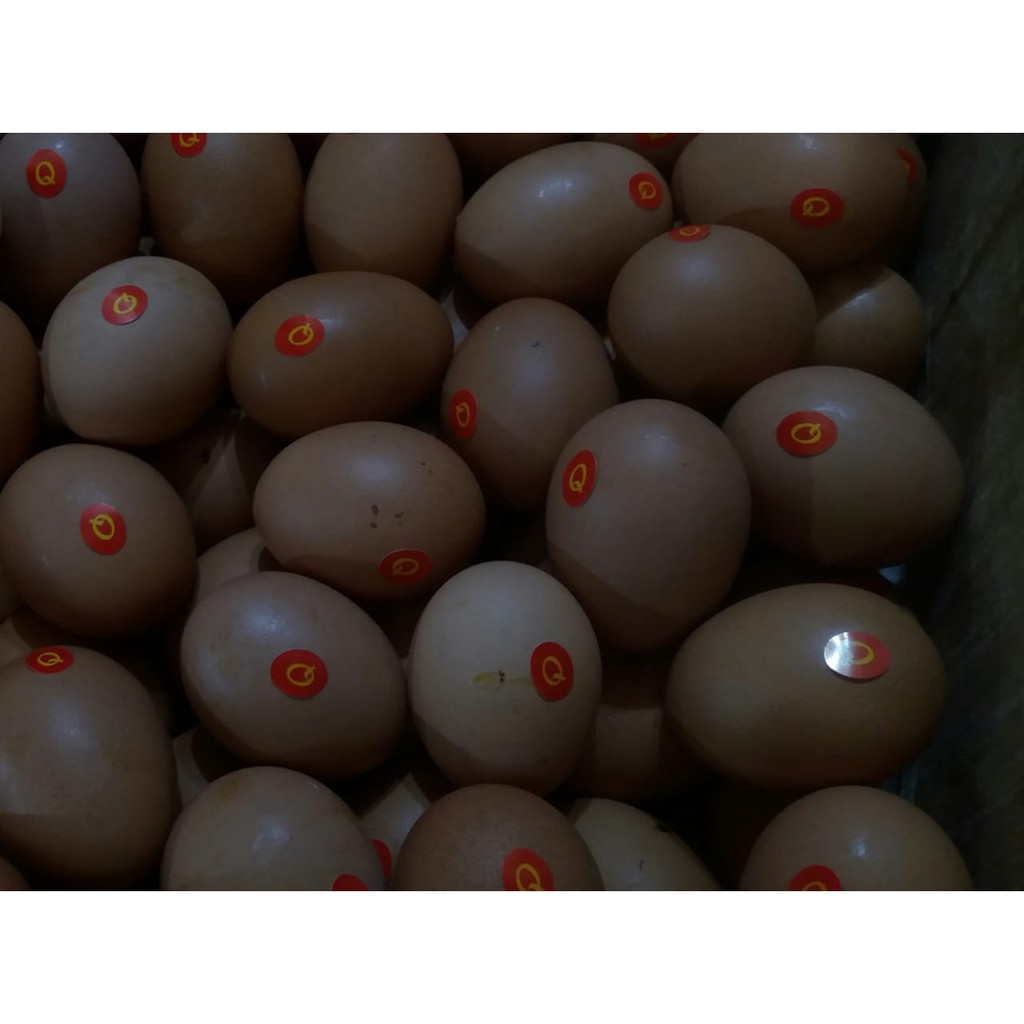 

Telur Ayam Negeri Omega (per kg)