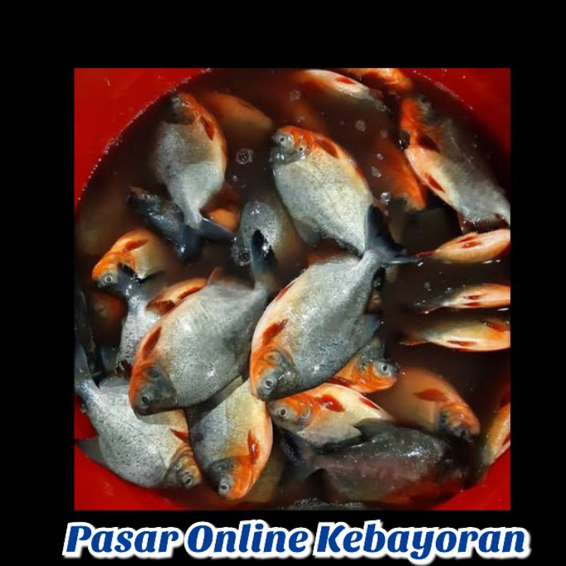 

Ikan Bawal Tawar Segar - 1 Kg ( JABODETABEK )