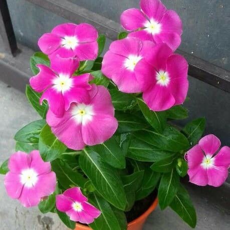 Bibit Benih Biji Bunga Vinca Fuchsia - Benih Bunga Vinca Fuchsia - Biji Bunga Vinca Fuchsia - COD