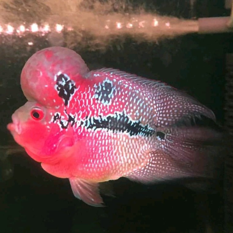 IKAN LOUHAN SRD CALON JENONG SIZE 10 11 12 CM