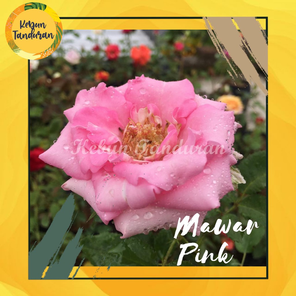 BIBIT BUNGA MAWAR HIDUP WARNA PINK