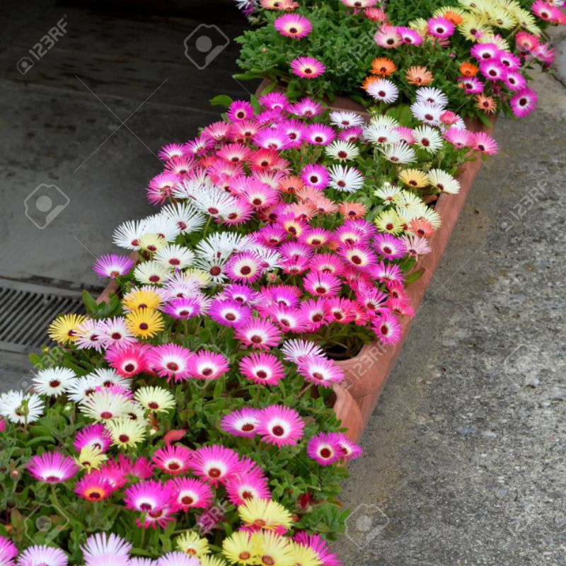 5 Biji Benih Bibit Bunga Langka Petunia Colorful Termurah Mudah Hidup Warna Menarik Mudah Hidup-LivingstoneDaisy Mix