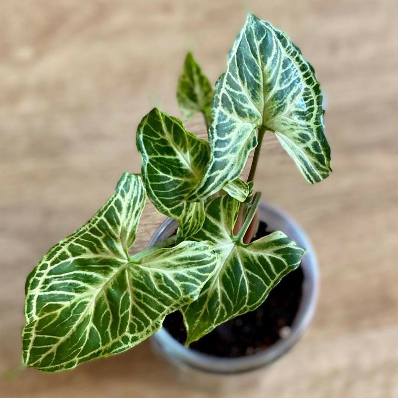 Tanaman Syngonium Batik // Tanaman Hias Syngonium Batik Original // Syngonium Batik Macan