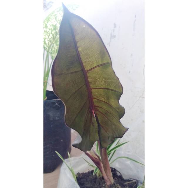 Tanaman hias Talas Hitam / Black Sente / Wulung / Lompong