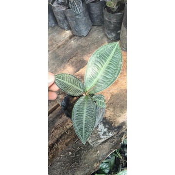 labisia sp Langkat