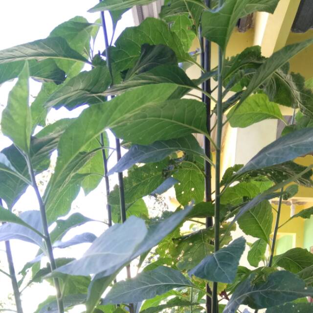 

(COD) Daun Afrika Segar Organik