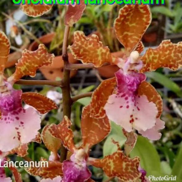 Tren Kekinian.. anggrek oncidium lanceanum dewasa