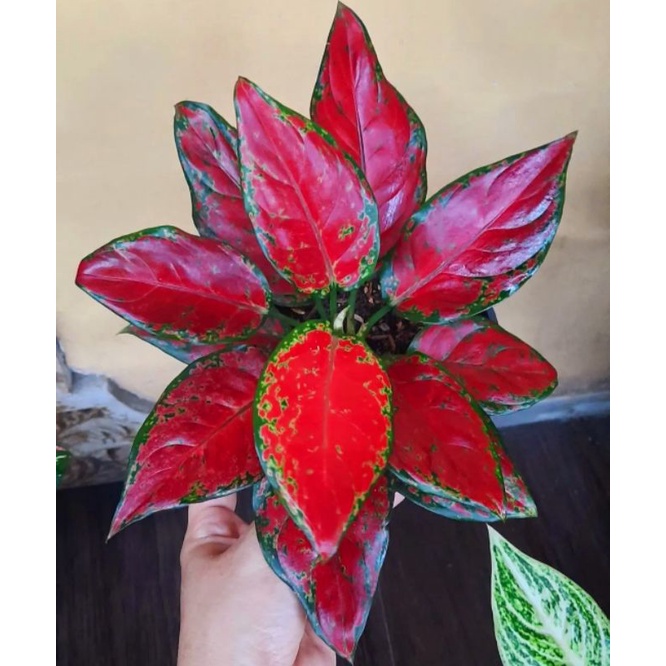 Aglonema black maroon (Tanaman hias aglaonema black maron) - tanaman hias hidup - bunga hidup - bung