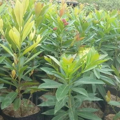 Tanaman hias santos temon-_santos