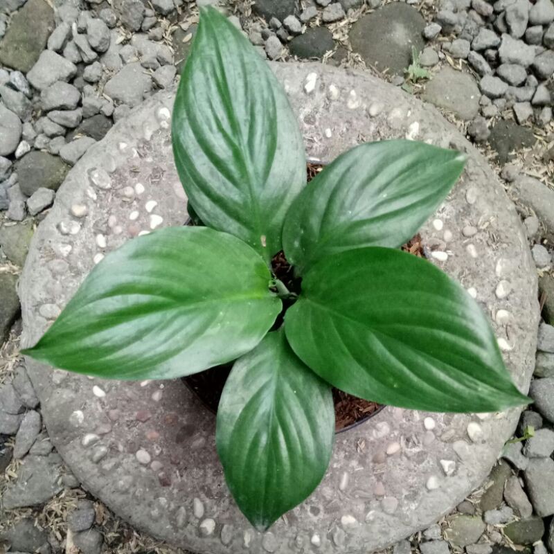 Sepatu filum bangkok