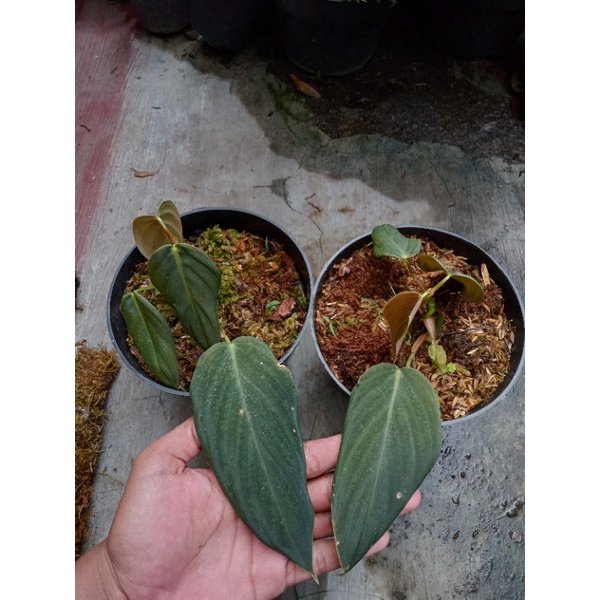 philodendron gigas