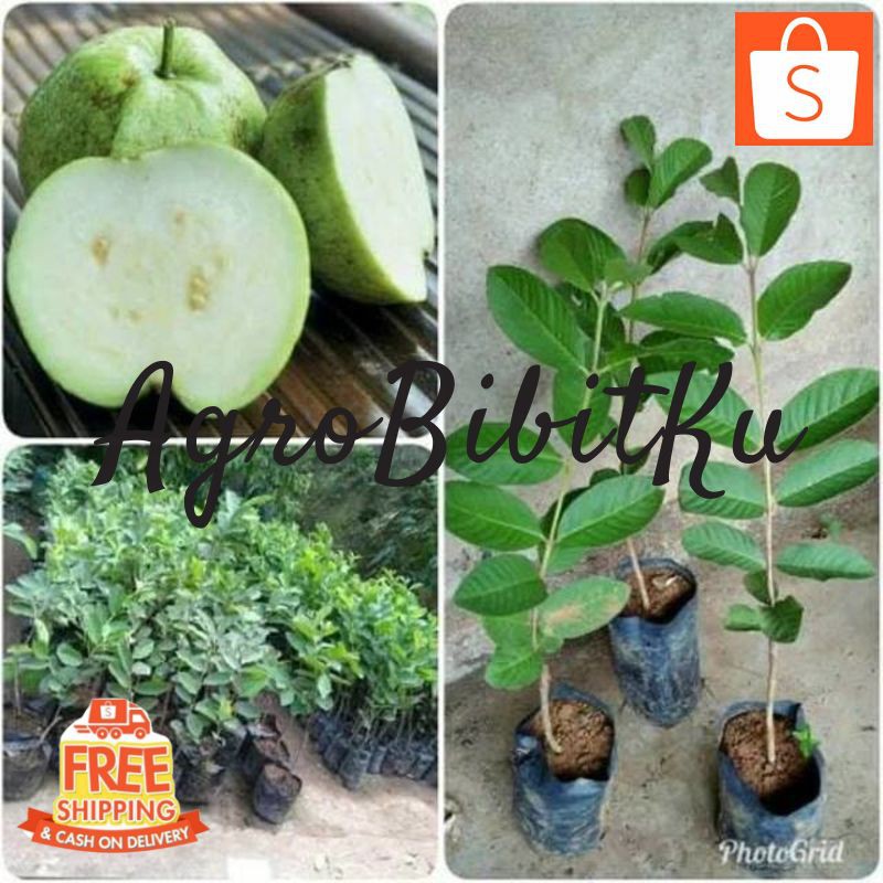 BIBIT JAMBU KRISTAL PUTIH NON BIJI TANAMAN BENIH BUAH JAMBU KRISTAL PUTIH