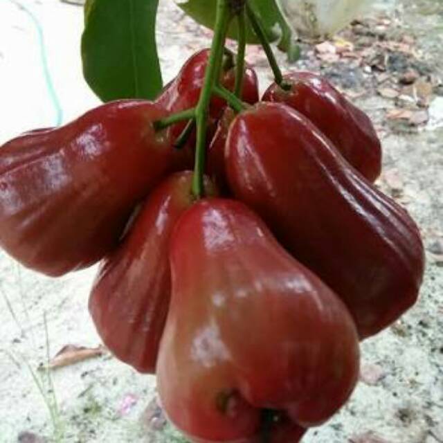 

Buah segar jambu citra jumbo