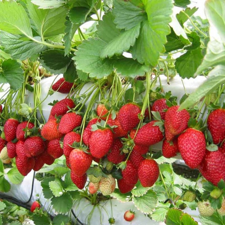 Paket 10 Pohon Bibit Strawberry Giant California Unggulan&amp; Berkualitas - Tanaman Buah Strawberry