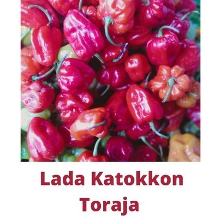 

Cabai Toraja Lada Katokkon Pedes dan Harum 500 gr