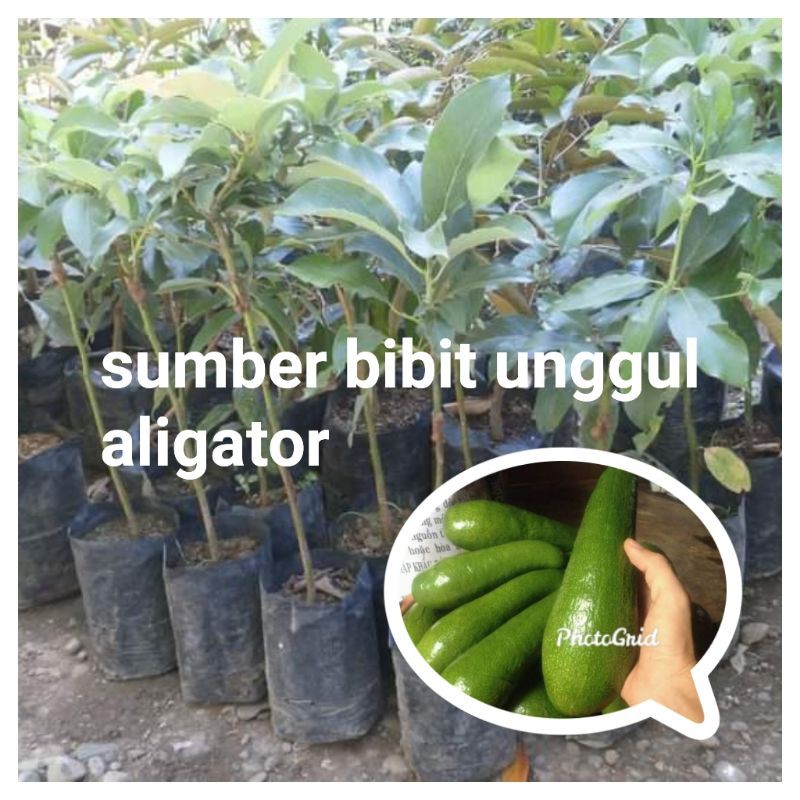 paket 10 bibit alpukat aligator