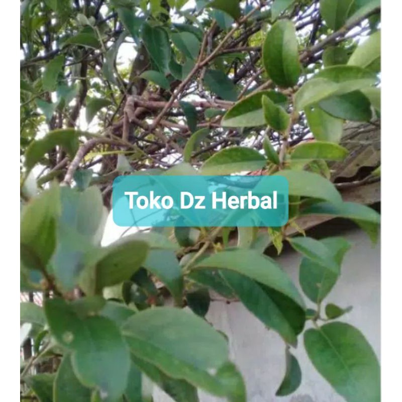 

Benalu jeruk bali asli segar 500 gram murah-az