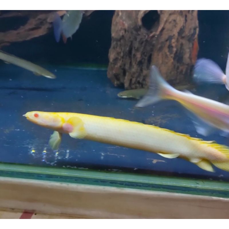 Ikan Hias Palmas Albino Besar