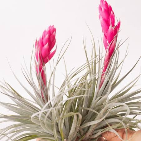 Tillandsia Houston Airplant - Tanaman hias udara