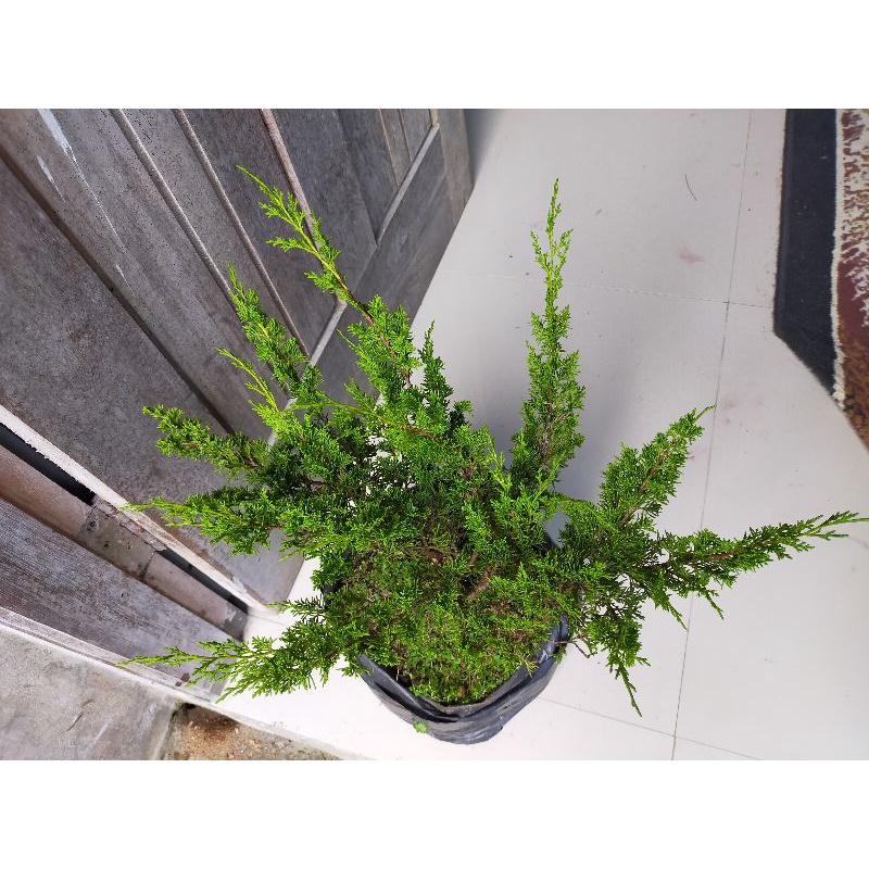 Cemara Sargenti Itoigawa Indukan