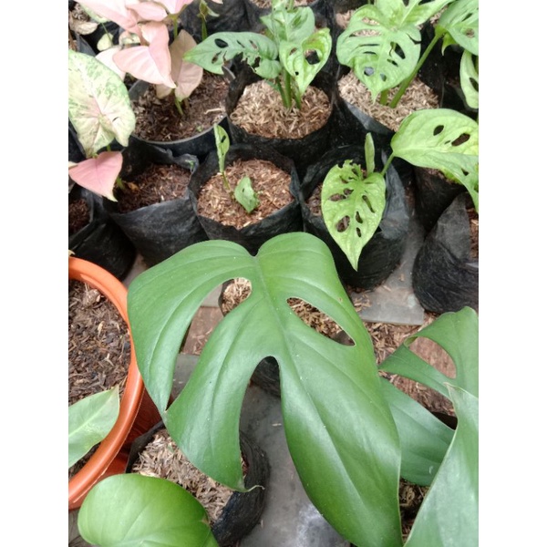 anakan mosntera king 1/2 daun/Monstera king