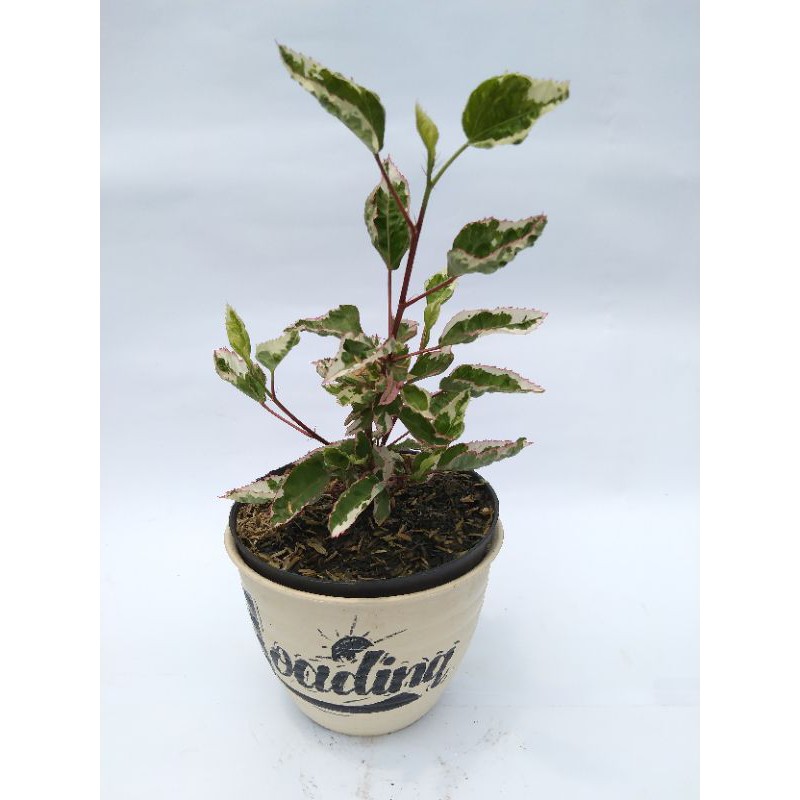 Bunga kembang sepatu variegata / hibiscus variegata