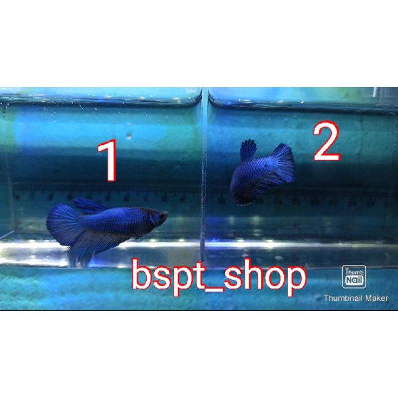 cupang BETINA INDUKAN BIG SIZE FULL TELUR