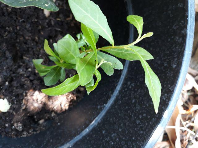 New Produck!! Lee Kwan Yeww - Tanaman Rambat Lee Kwan Yew