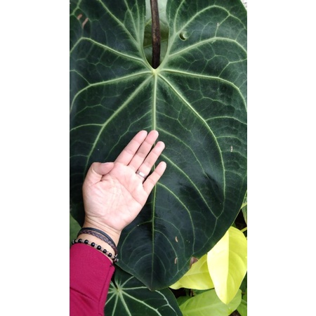 Kuping Gajah Magnificum