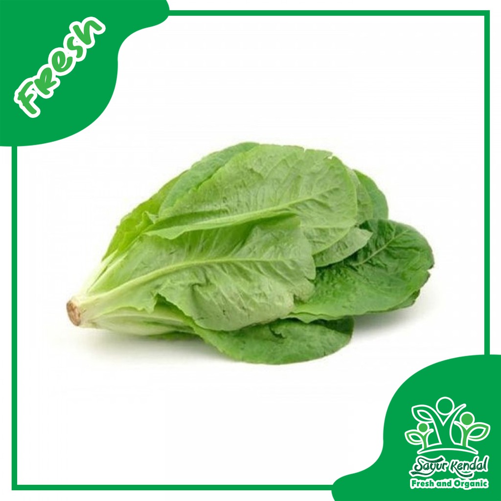 

Selada Romain - Sayur Kendal