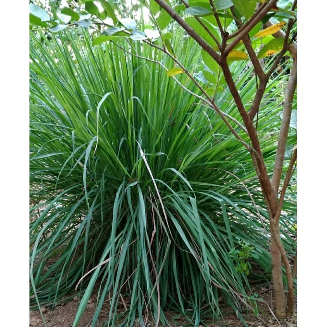 

Sereh Serai segar siap petik 200 g