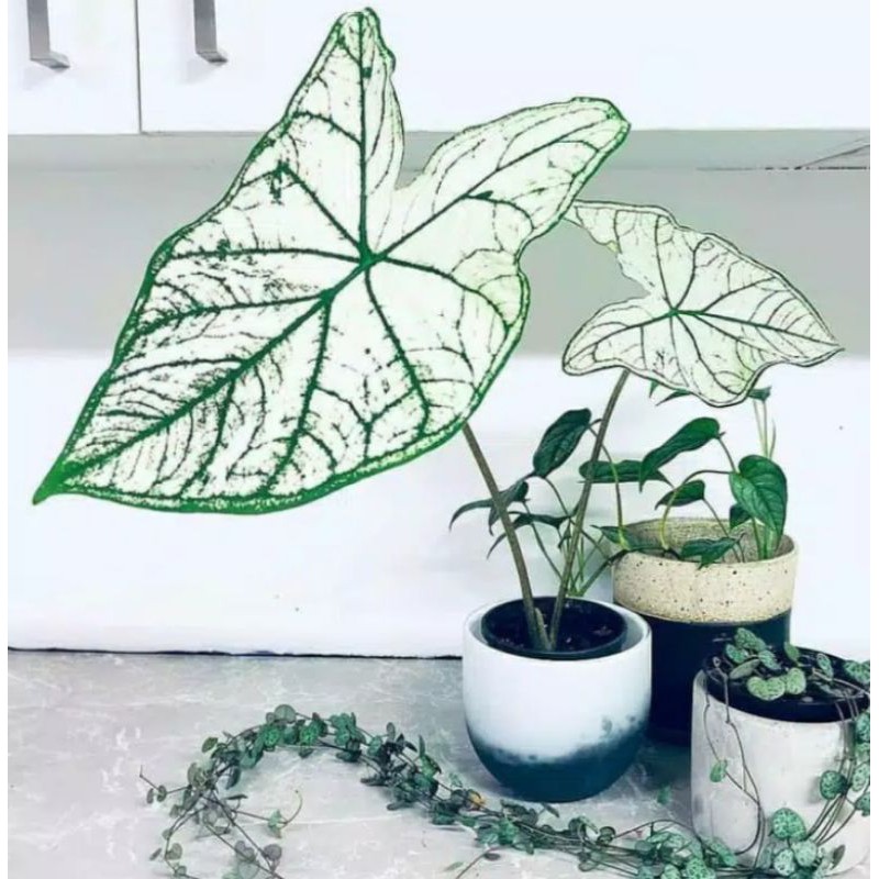 TANAMAN HIAS CALADIUM/KELADI TISUE