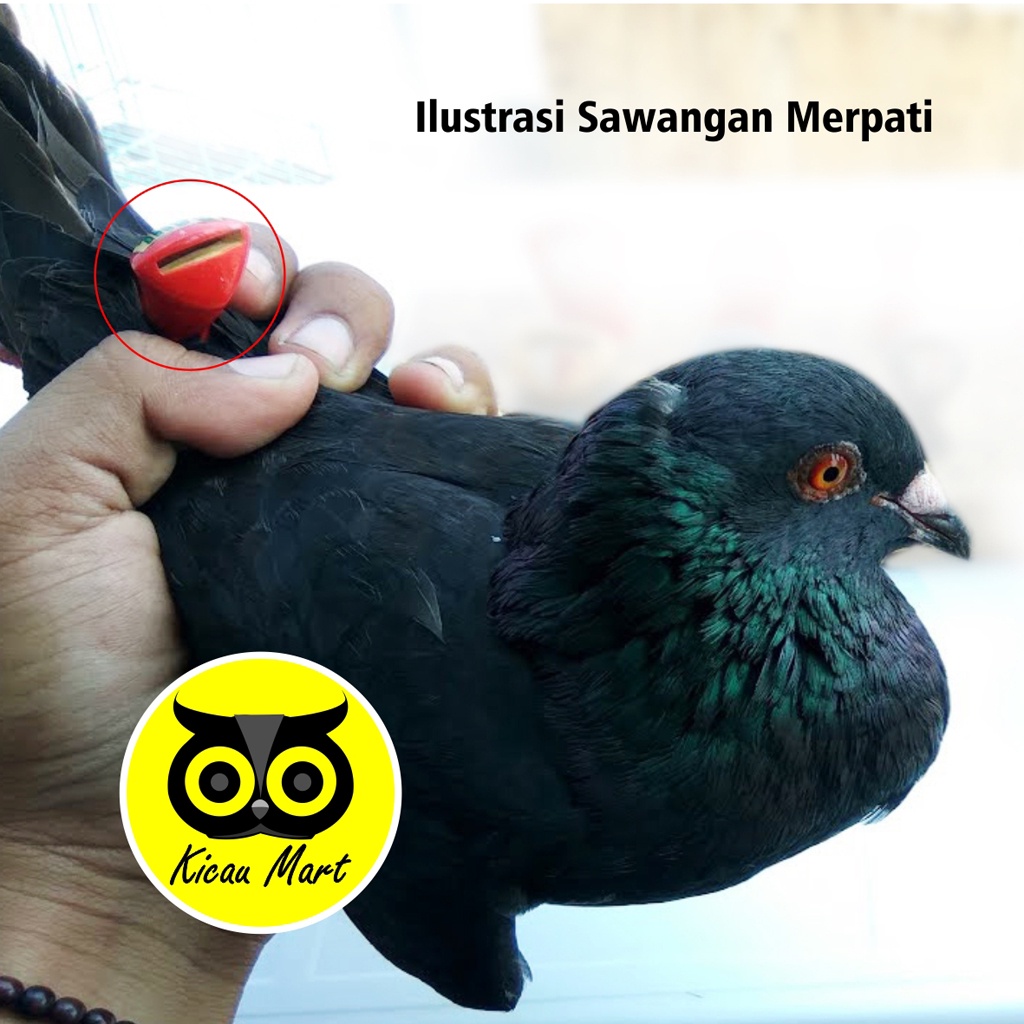 SAWANGAN PELUIT PLUIT SEMPRITAN BURUNG MERPATI BALAP KOLONG POS DARA FIBER HOTANG MAINAN SINGLE SWG1 MP