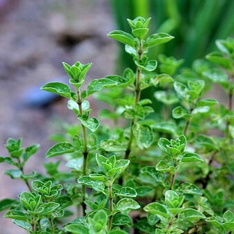 oregano bibit tanaman hias (pizza &amp; spaghetti)