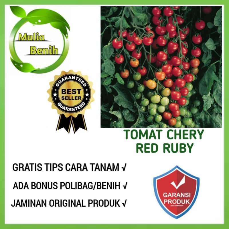 Isi 8 Biji - Benih Tomat Chery RED RUBY - Bibit Tanaman Sayur Sayuran Tomat Ceri Cerry Merah Golden